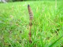 Фотография: Equisetum arvense L.