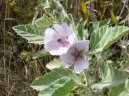 Фотография: Althaea officinalis