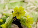 Фотография: Primula veris L.