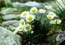 Фотография: Ranunculus