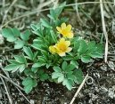 Фотография: Ranunculus