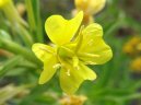 Фотография: Oenothera biennis