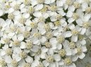 Фотография: Achillea millefolium