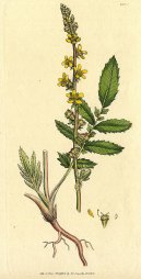 Фотография: Agrimonia eupatoria