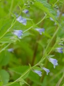 Фотография: Scutellaria lateriflora