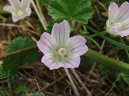 Фотография: Malva neglecta Wallr.