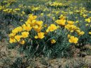 Фотография: Eschscholzia californica