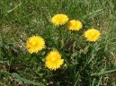 Фотография: Taraxacum officinale