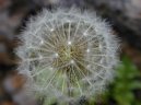 Фотография: Taraxacum officinale