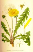 Фотография: Taraxacum officinale