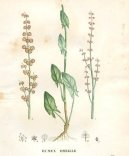 Фотография: Rumex acetosa L.