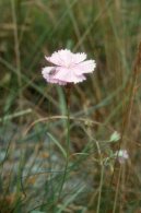 Фотография: Euphrasia officinalis