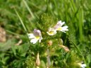 Фотография: Euphrasia officinalis