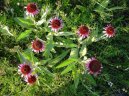 Фотография: Echinacea angustifolia