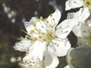 Фотография: Prunus spinosa L.