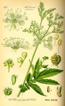 Фотография: Filipendula ulmaria