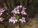 Фотография: Thymus vulgaris