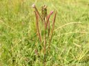 Фотография: Epilobium parviflorum Schreb