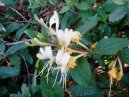 Фотография: Lonicera japonica