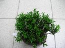 Фотография: Buxus Harlandii