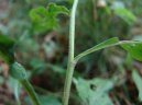 Фотография: Solidago virgaurea L.