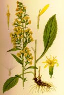 Фотография: Solidago virgaurea L.