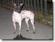 Фотография: ???????????? Hairless Terrier