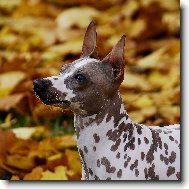 Фотография: ???????????? Hairless Terrier