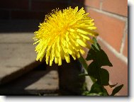 Фотография: Taraxacum officinale