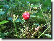 Фотография: Fragaria vesca L