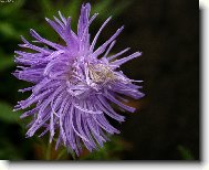 Фотография: Aster alpinus