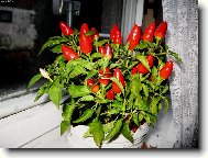 Фотография: Capsicum frutescent, Capsicum annum