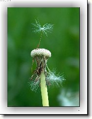 Фотография: Taraxacum officinale