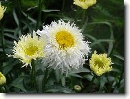 Фотография: Tanacetum parthenium L.