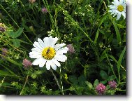 Фотография: Tanacetum parthenium L.