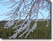 Фотография: Betula verrucosa Ehrt