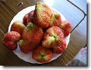 Фотография: Fragaria vesca L