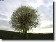 Фотография: Taraxacum officinale