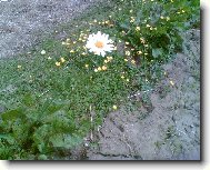 Фотография: Tanacetum parthenium L.