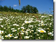 Фотография: Tanacetum parthenium L.