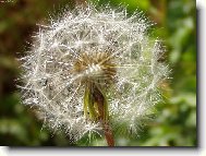 Фотография: Taraxacum officinale