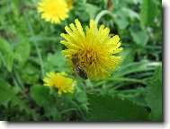 Фотография: Taraxacum officinale