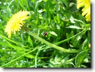 Фотография: Taraxacum officinale