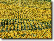 Puzzle on-line